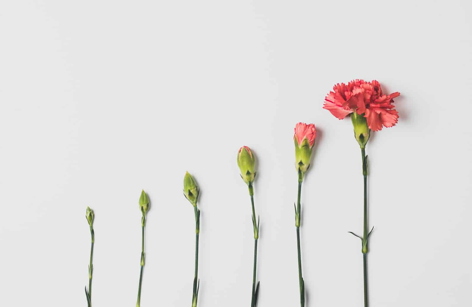 pink flower on white background brand building